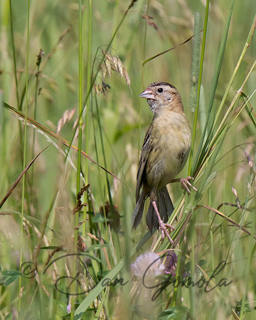 Bobolink