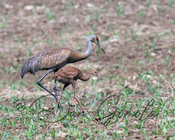 Sandhill Crane and Colt