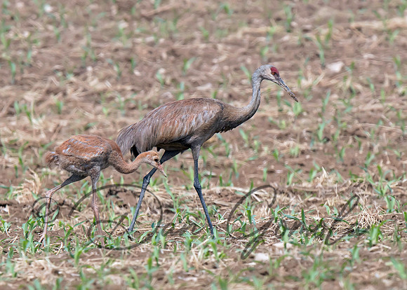 Sandhill Crane and Colt