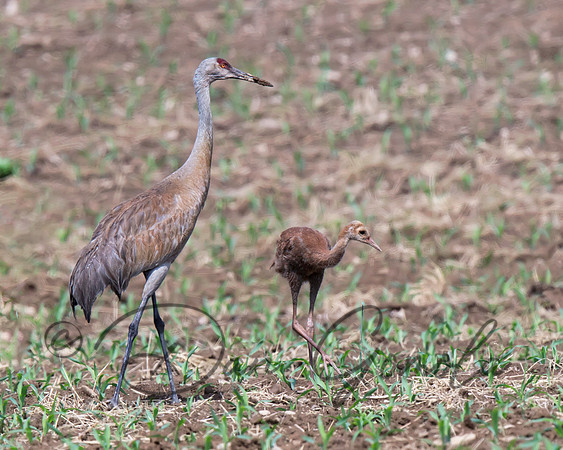 Sandhill Crane and Colt