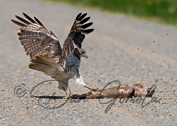 Red-tailed Hawk