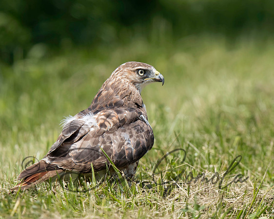 Red-tailed Hawk
