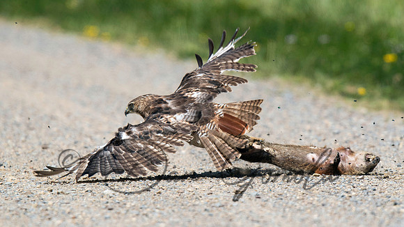 Red-tailed Hawk