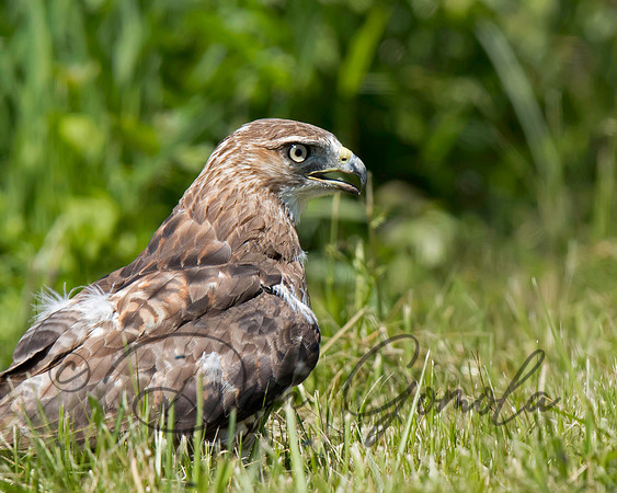 Red-tailed Hawk