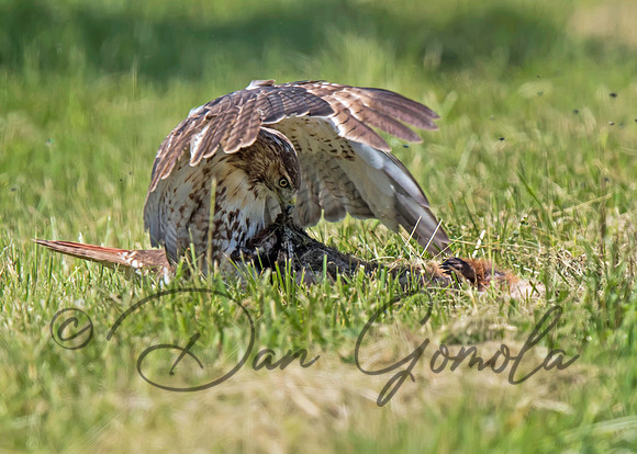 Red-tailed Hawk