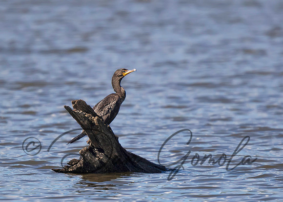 Double-crested Cormorant