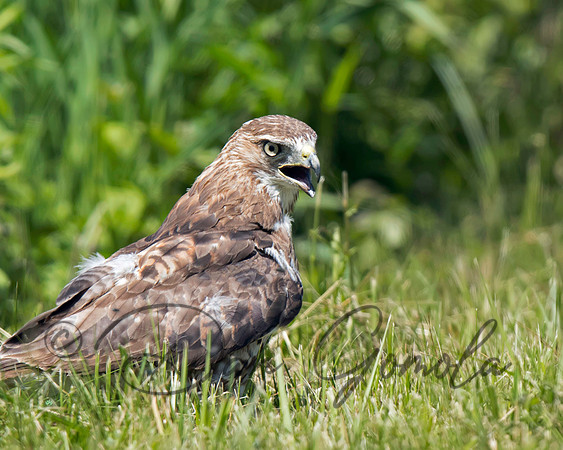 Red-tailed Hawk