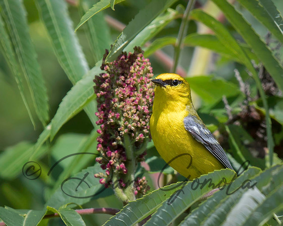 Blue-winged Warbler