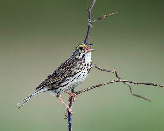 Savannah Sparrow
