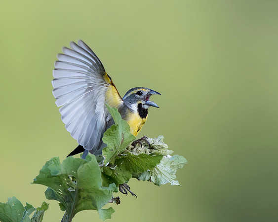 Dickcissel