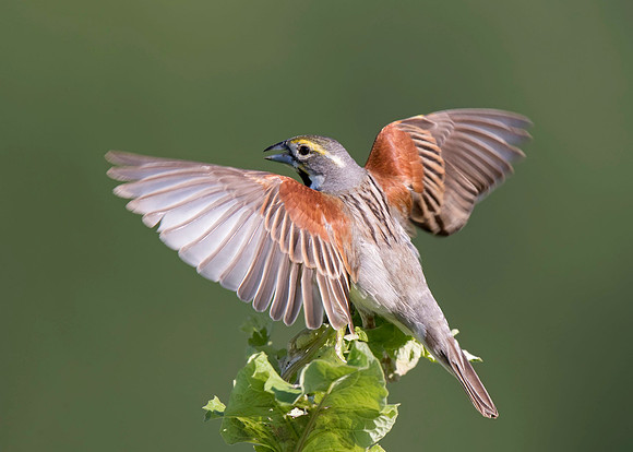 Dickcissel