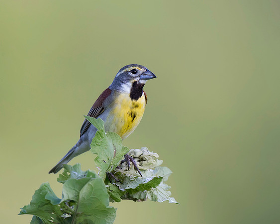 Dickcissel