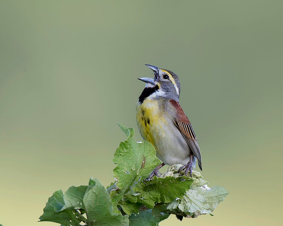 Dickcissel
