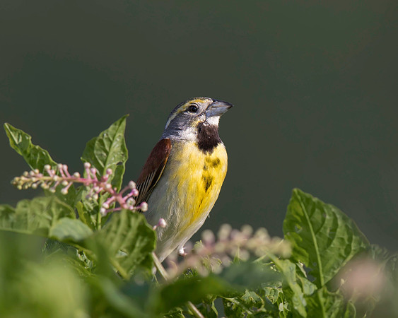Dickcissel