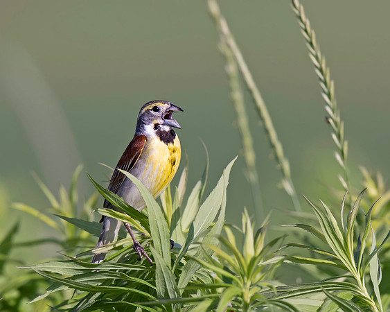 Dickcissel
