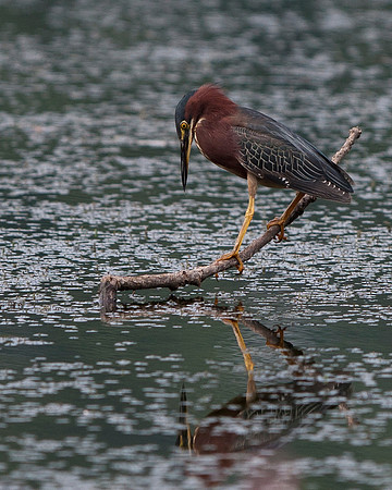 Green Heron