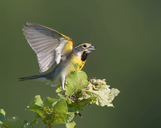 Dickcissel