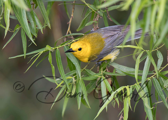 Prothonotary Warbler