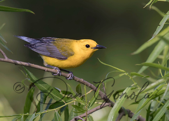 Prothonotary Warbler