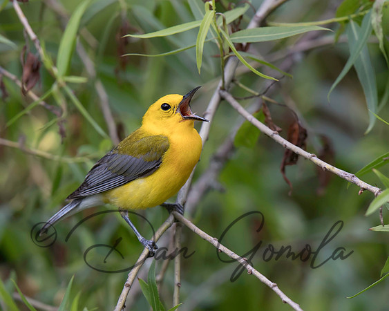 Prothonotary Warbler
