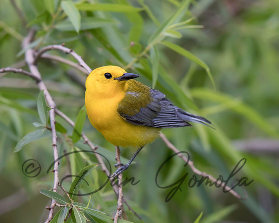 Prothonotary Warbler