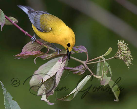 Prothonotary Warbler