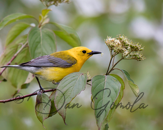 Prothonotary Warbler