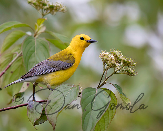 Prothonotary Warbler