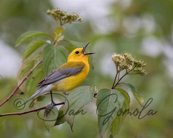 Prothonotary Warbler
