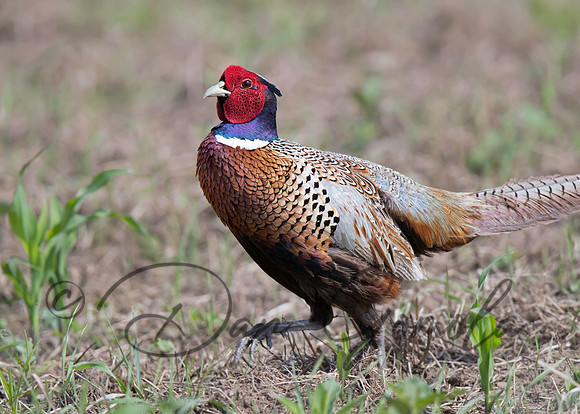 Ring-necked Pheasant