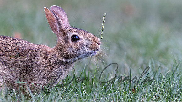 Cottontail Rabbit