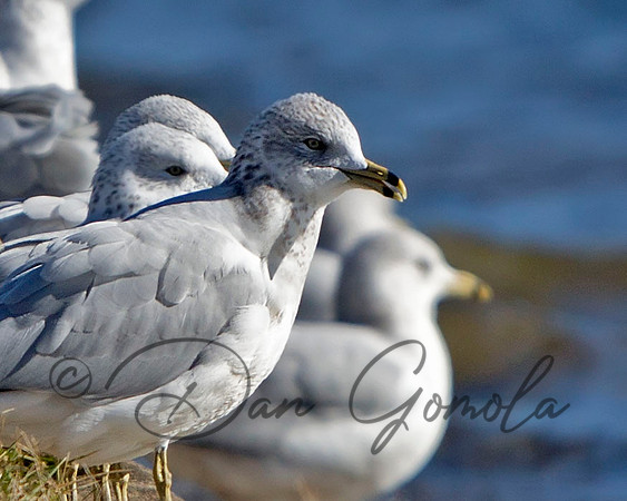Ring-billed Gull
