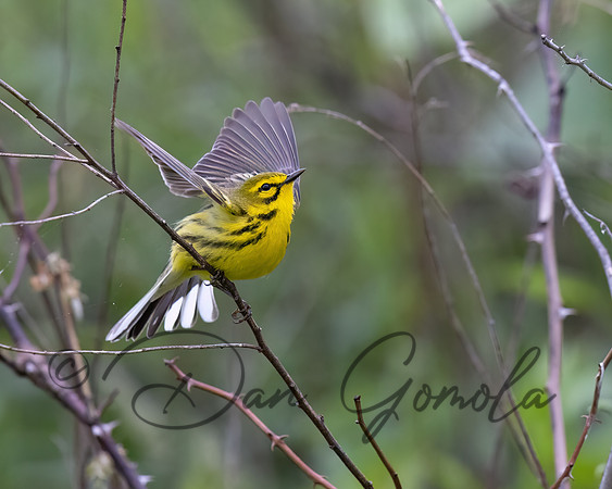 Prairie Warbler