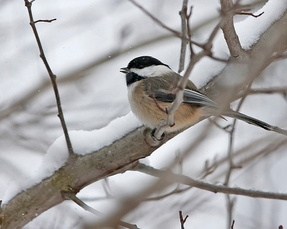 Black-capped Chickadee