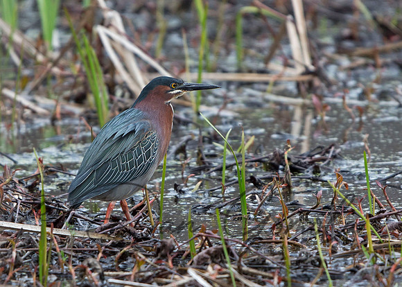 Green Heron