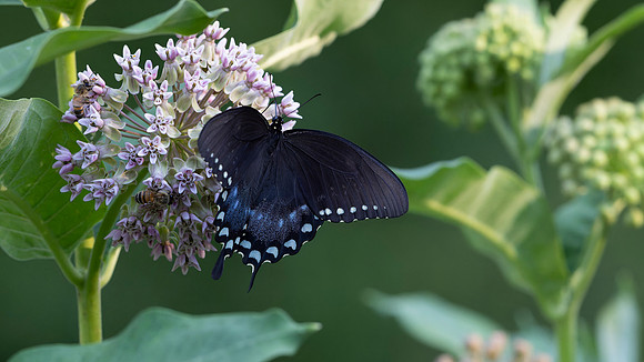 Black Swallowtail