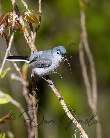 Blue-gray Gnatcatcher