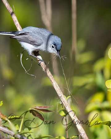 Blue-gray Gnatcatcher