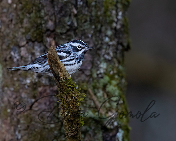 Black-and-white Warbler