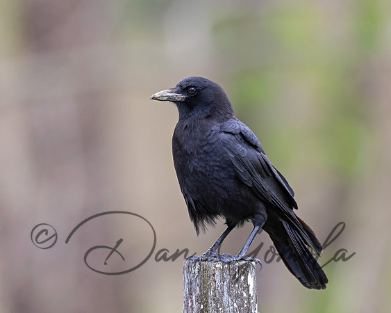 American Crow
