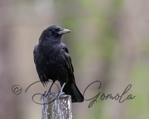 American Crow