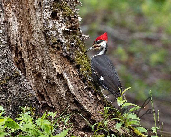 Pileated Woodpecker