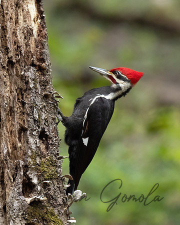 Pileated Woodpecker