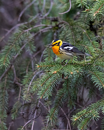 Blackburnian Warbler