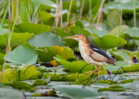 Least Bittern