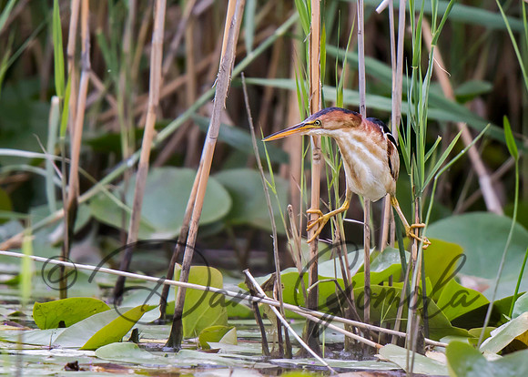 Least Bittern