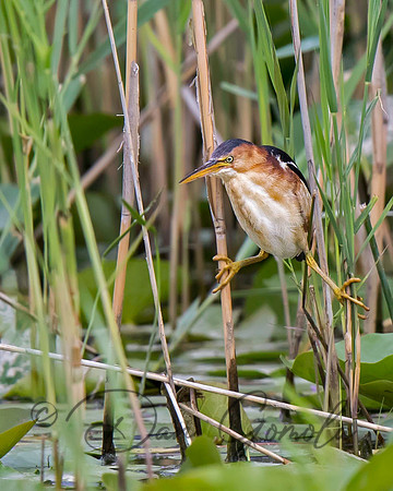 Least Bittern