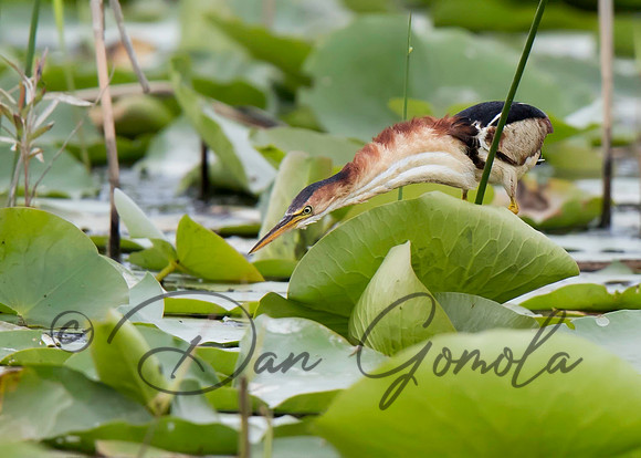 Least Bittern