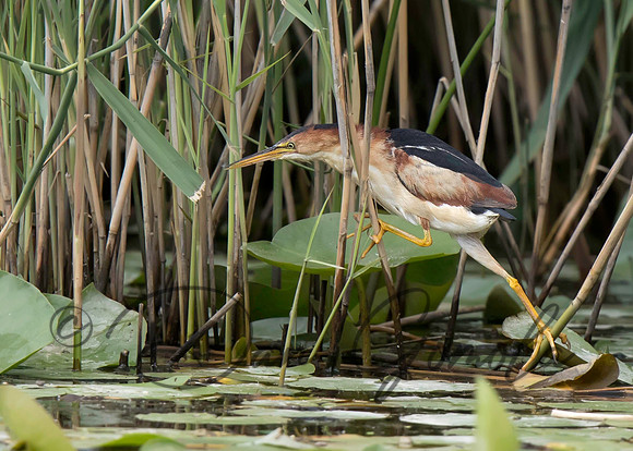 Least Bittern