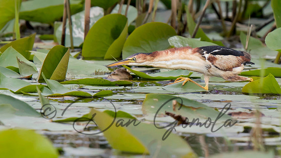 Least Bittern